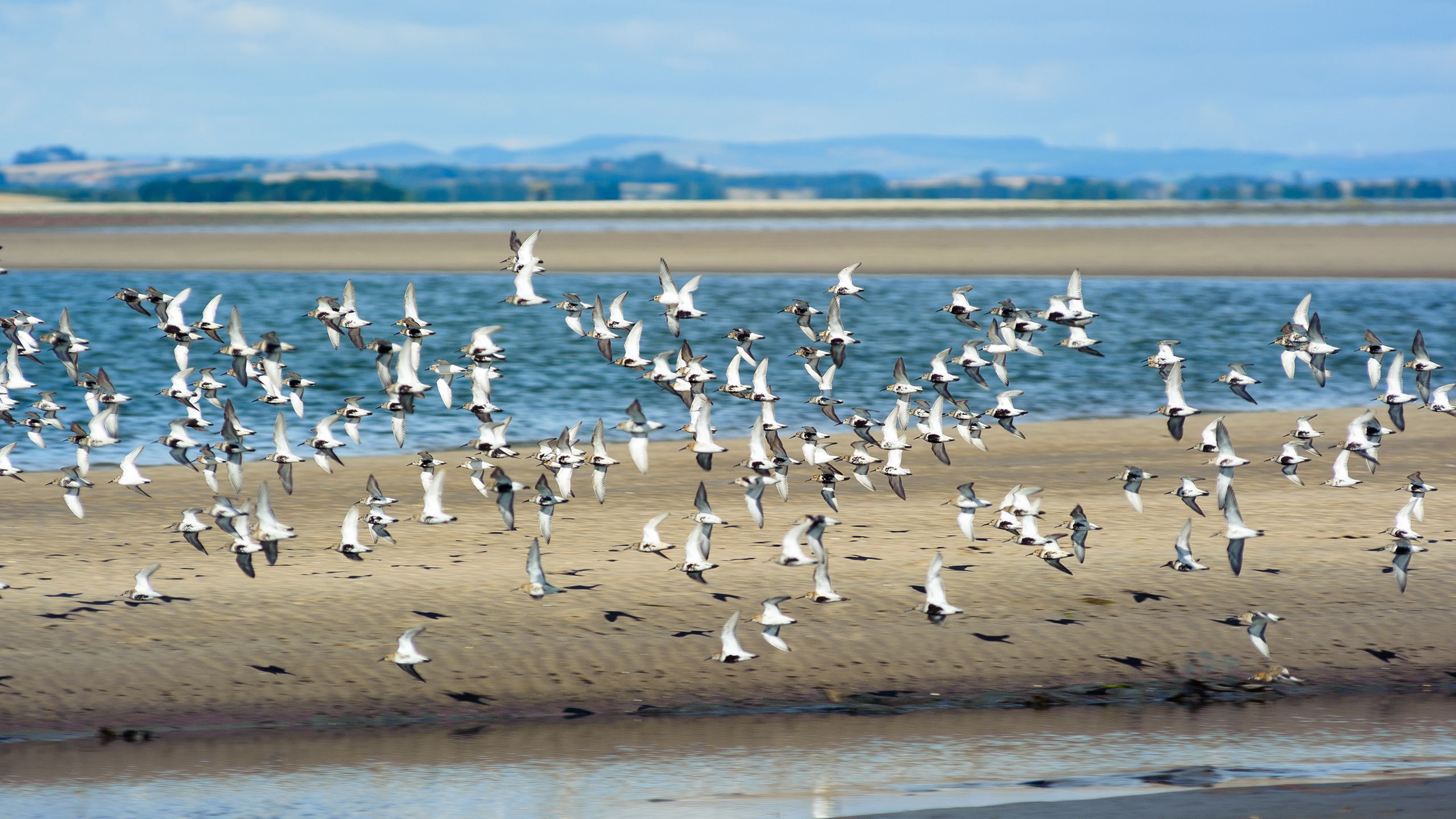 Could bird flu spark the next pandemic - and are we prepared if it does?