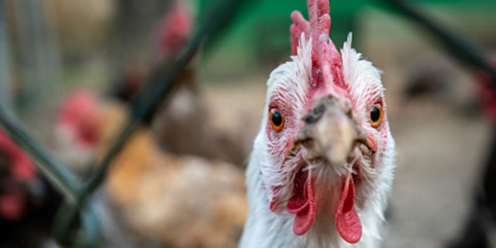 The US keeps millions of chickens in secret farms to make flu