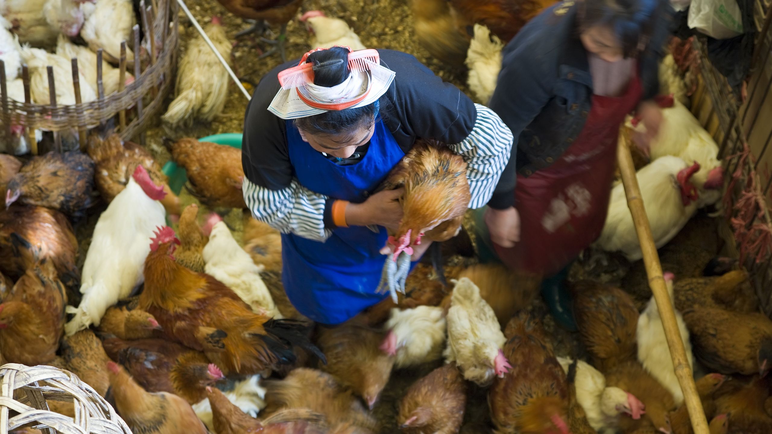 Could bird flu spark the next pandemic - and are we prepared if it does?