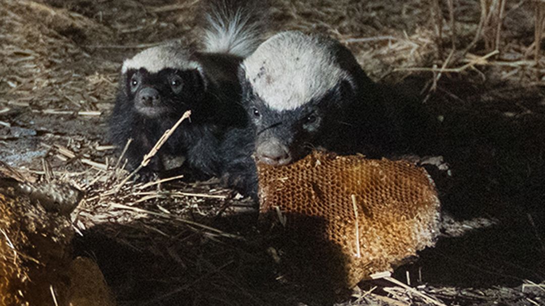 Birds and honey badgers could be cooperating to steal from bees in ...