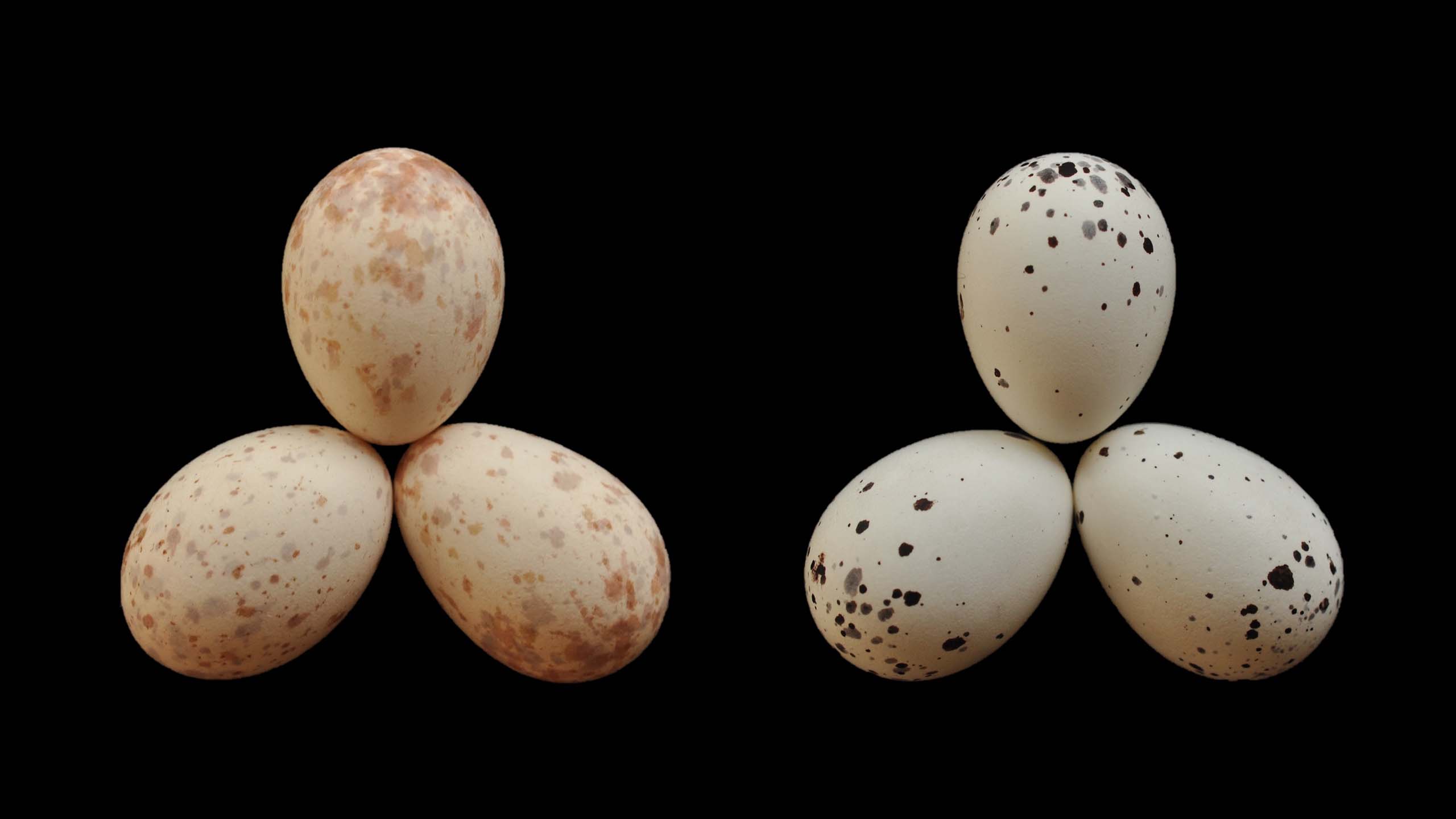 Six eggs