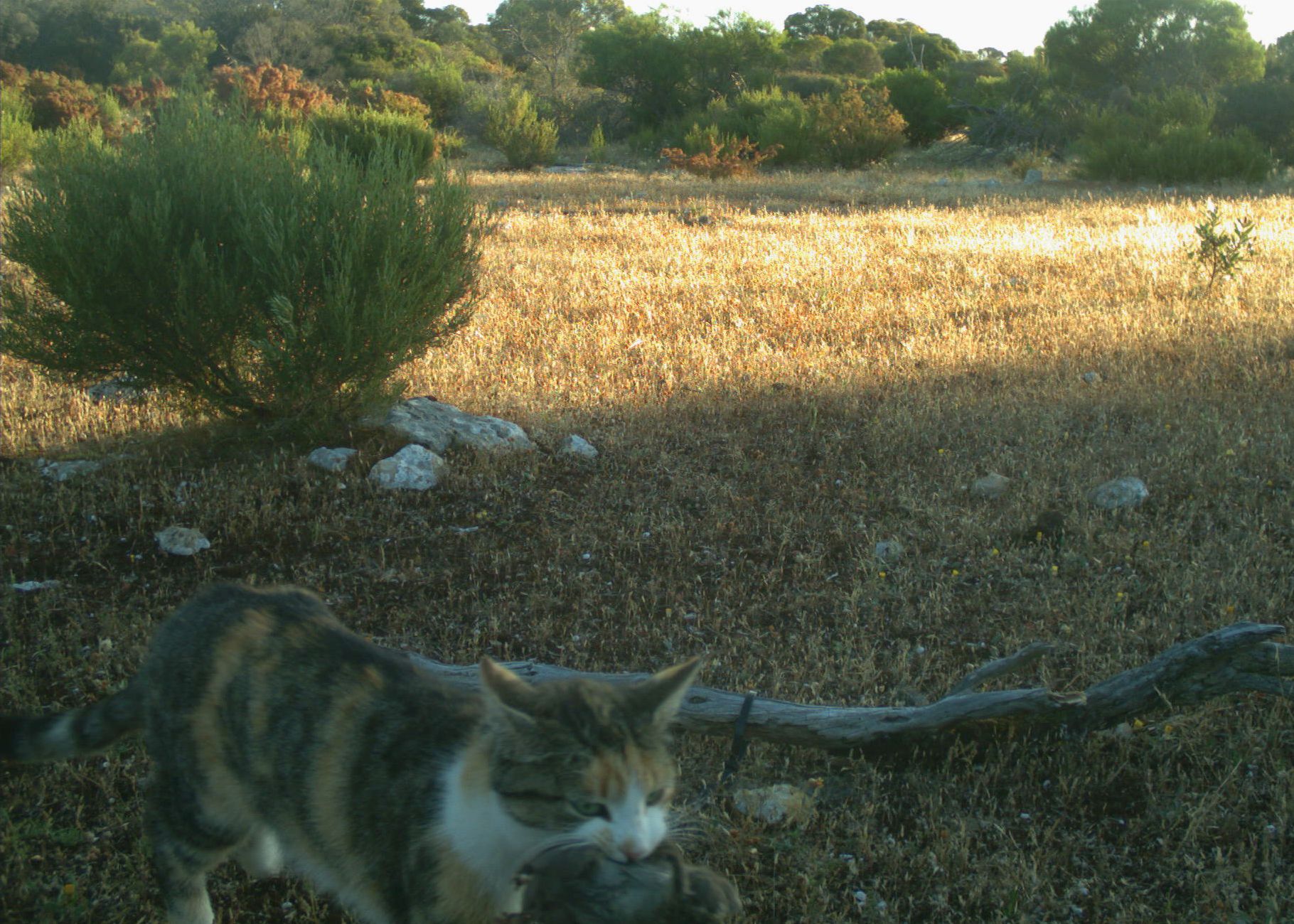 Australia’s giant lizards help save sheep from being eaten alive