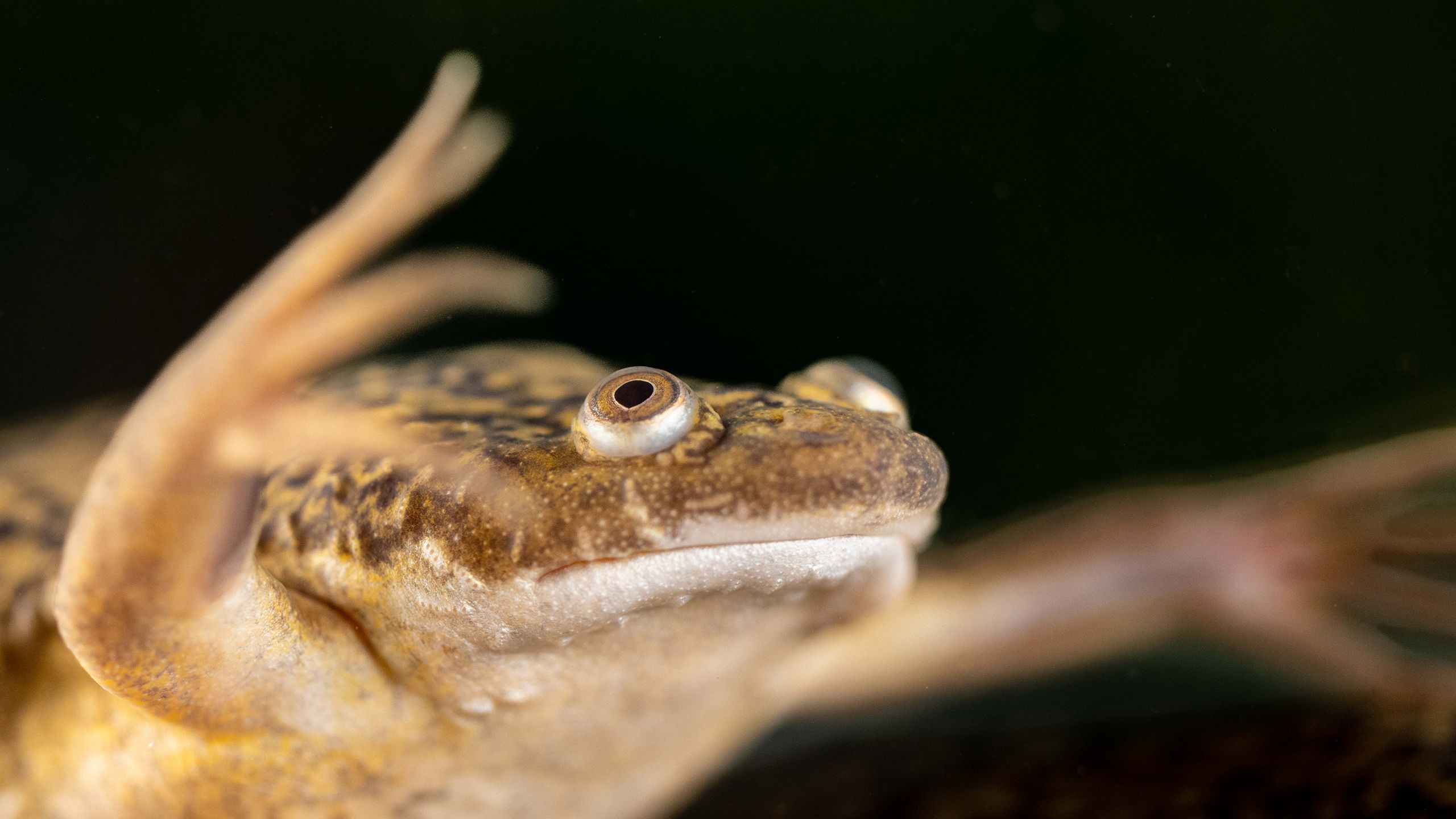 Adult African Clawed Frog