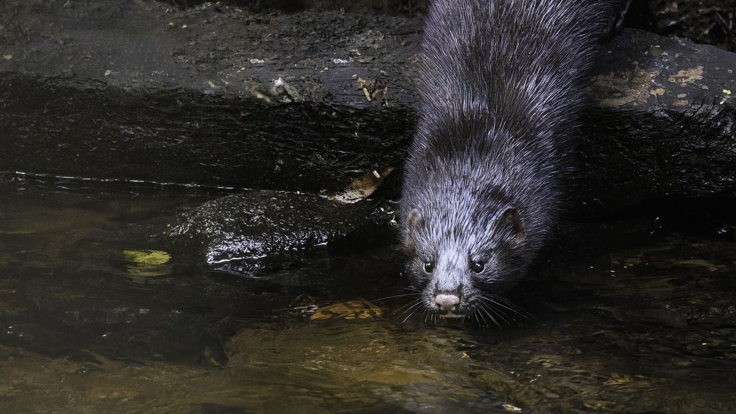 American mink