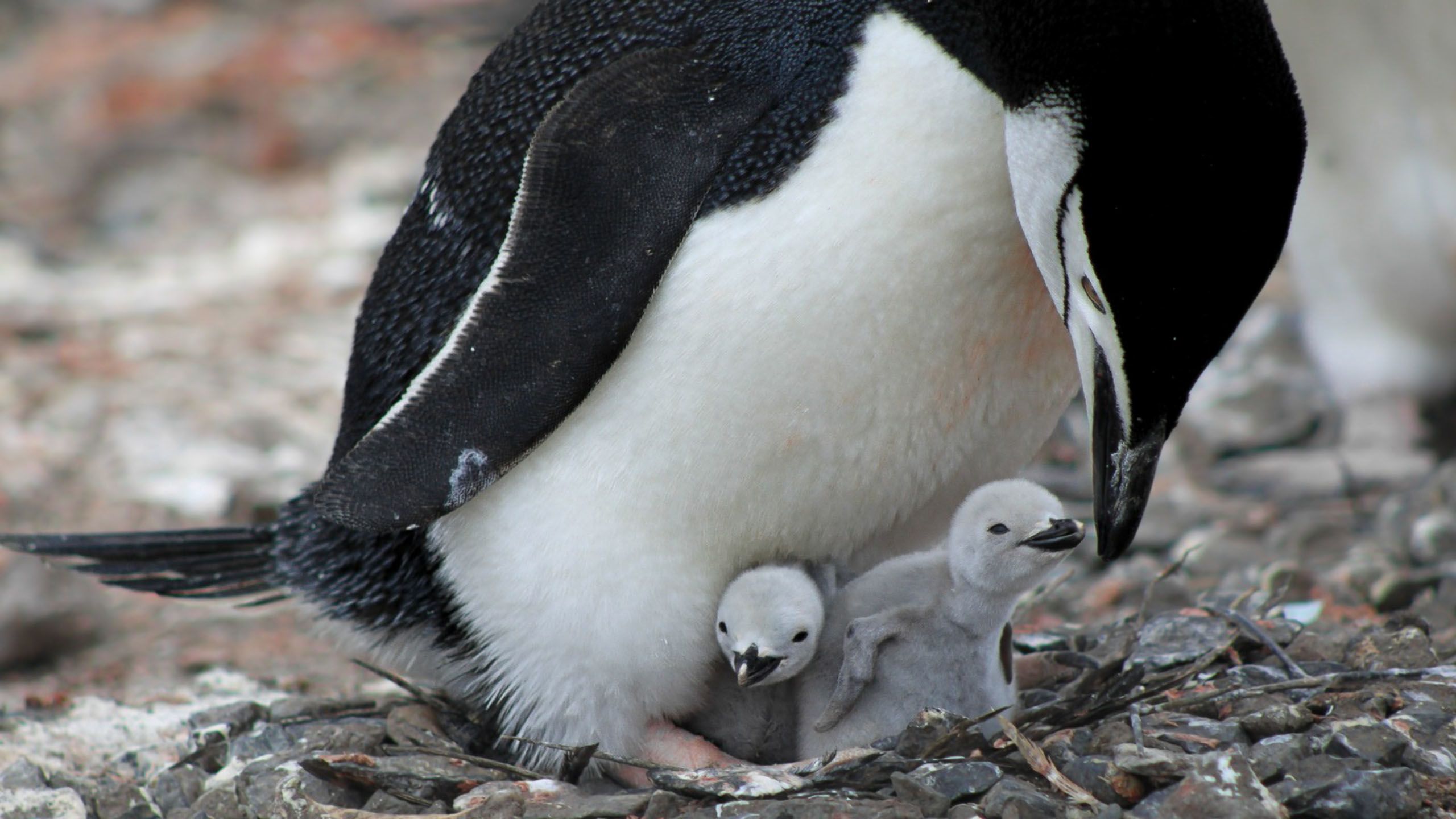 Chinstrap Penguin (Pygoscelis antarcticus) feeding its chicks. Credit:  Grace Kinney-Broderick