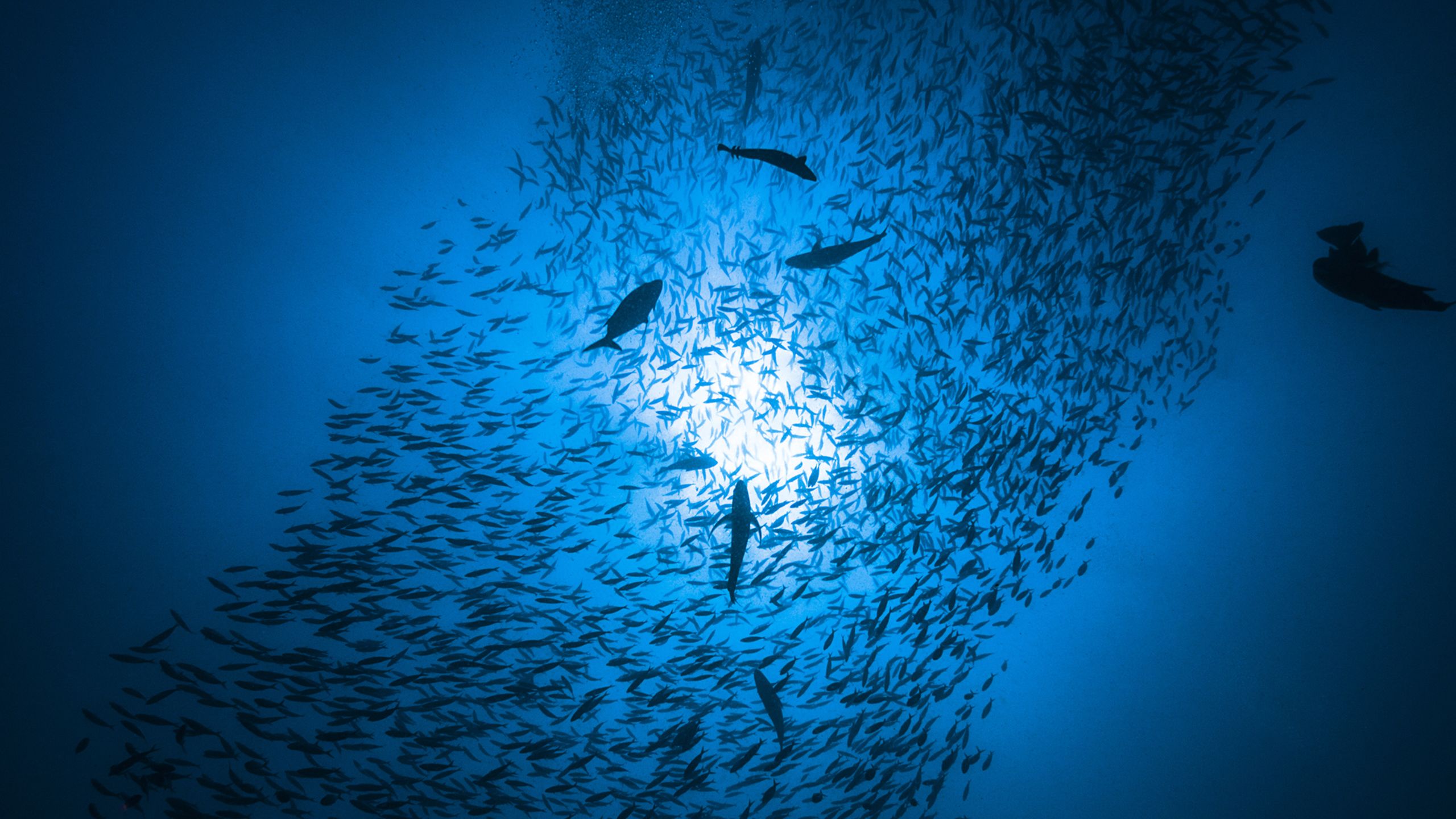 Shoal of fish