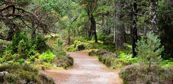 Rothiemurchus Forest