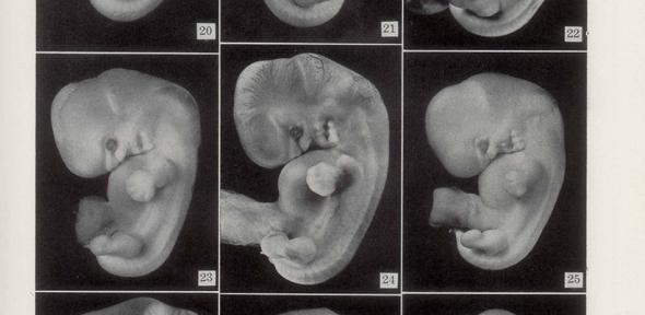 Photos of embryos of horizon XVII, published in Contributions to Embryology in 1948 and still in use as Carnegie Stage 17. 