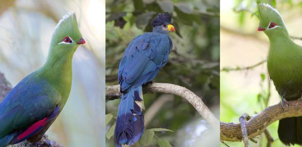 L-R: Knysna Turaco, Great Blue Turaco, Knysna Turaco