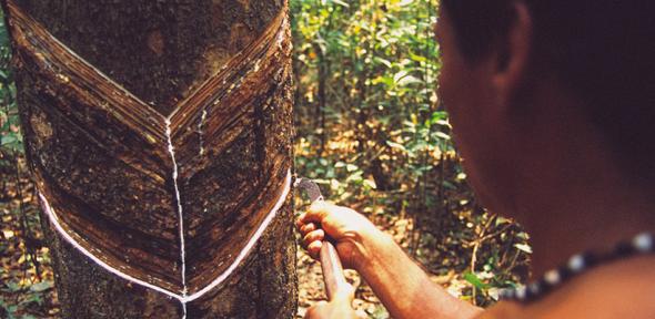 Man (seringueiro) extracts latex from a tree in the middle of the Amazon.