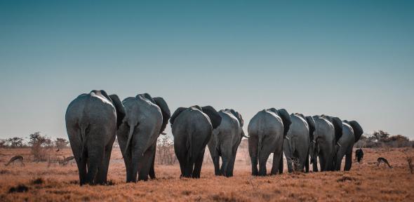 elephants travel in a line 