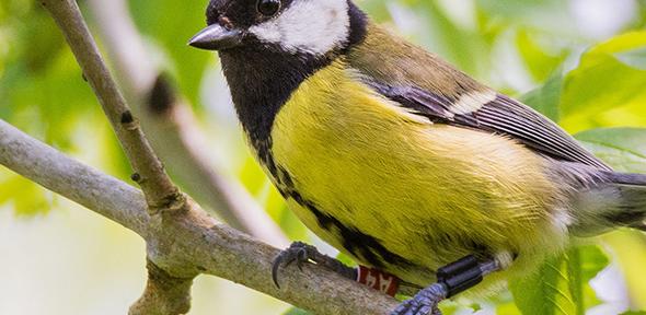 A great tit wearing a radiofrequency identification tag. Photo: James ONeill