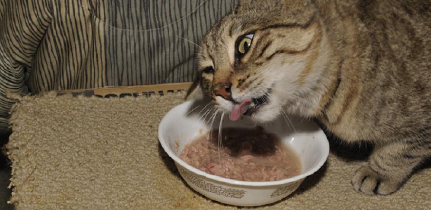 Cat being 2025 fussy with food