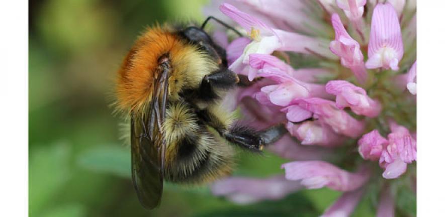 Finding hibernating bumblebees - Bumblebee Conservation Trust