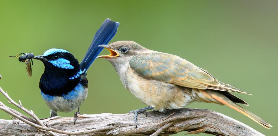Male wren with bright blue plumage brings food to a cuckoo fledgling .