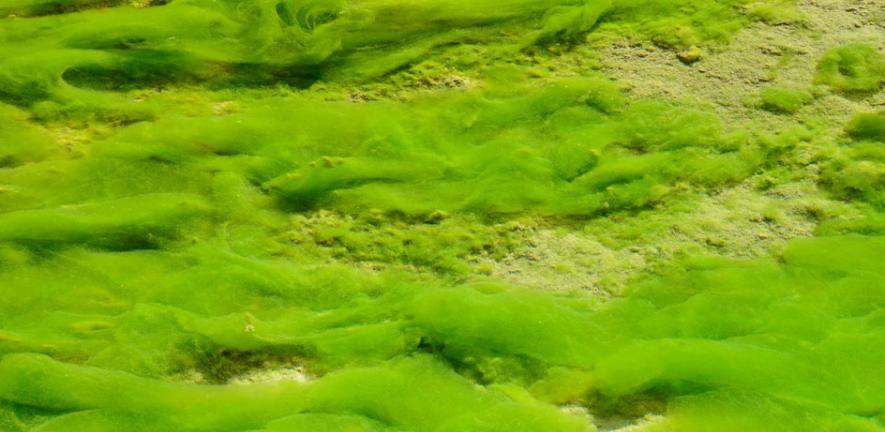Scientists discover ‘dancing’ algae | University of Cambridge
