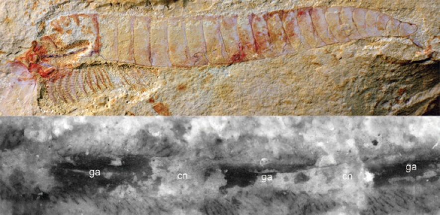 520 million-year-old fossilised nervous system is most detailed example yet  found | University of Cambridge