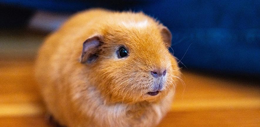 Can humans get sick from store guinea pigs