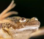 Adult frog, xenopus laevis