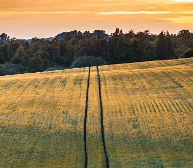 Farmland with woodland visible behind, in Denmark.