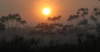 Rainforest on the south-eastern edge of Amazonia, Brazil.