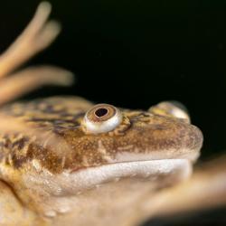 Adult frog, xenopus laevis