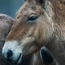 Przewalski’s horses, by Neil Aldridge