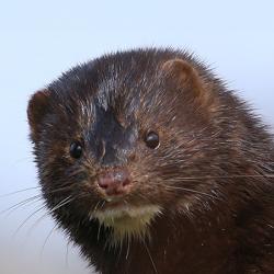 American mink