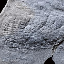 Heliocolocellus fossil